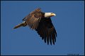 _0SB8944 american bald eagle